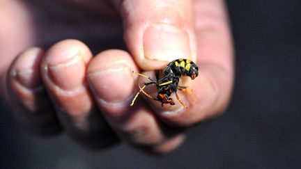 Attaque mortelle de frelons asiatiques en Côtes-d'Armor : une femme déjà blessée au même endroit trois jours plus tôt