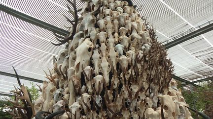 Installation "ICI, lumière sur les espèces éteintes" sous l'ombrière du Muséum de Toulouse. (FRANCE 3 MIDI-PYRENEES)