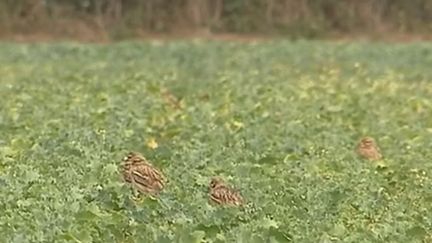 Rhône : des constructions retardées par la présence d'un oiseau migrateur