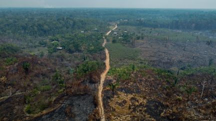 Des arbres brûlent après que des incendies illégaux ont été allumés par des agriculteurs à Manaquiri, le 6 septembre 2023, en Amazonie (Brésil). (MICHAEL DANTAS / AFP)