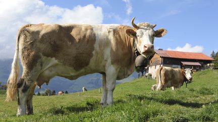 Crise des éleveurs : à la rencontre d'une éleveuse de bovins, inquiète pour l'avenir