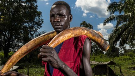 Michael Oryem, ancien combattant de l’Armée de résistance du Seigneur, portant deux défenses d’éléphant après avoir conduit les autorités jusqu’à leur emplacement en République centrafricaine. Nzara, Soudan du Sud, novembre 2014
 (Brent Stirton / Getty Images / Reportage pour National Geographic)