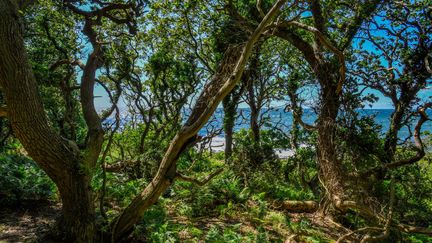 La foret côtière d'Allinge, sur l'île de Bornholm, au Danemark, le 5 juillet 2019. (PATRICK PLEUL / DPA-ZENTRALBILD / AFP)