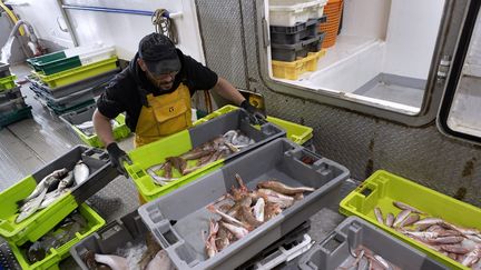 Des poissons pêchés à bord d'un bateau. (GUILLAUME BONNEFONT / MAXPPP)