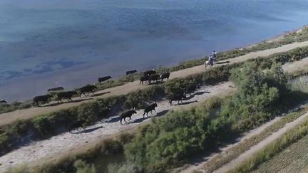 Camargue : le domaine de Méjanes, une terre préservée