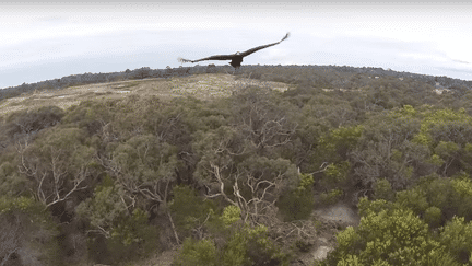 L'animal, un des plus grands rapaces d'Oc&eacute;anie, se porte bien. (MELBOURNE AERIAL VIDEO)