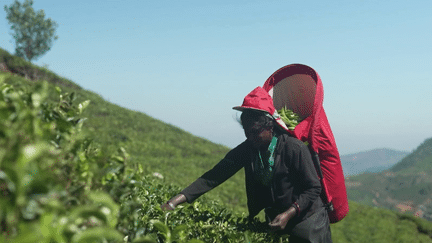 Agriculture : au Sri Lanka, le thé vaut de l'or (France 2)