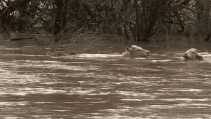 Les départements de la Saône-et-Loire et de la Côte-d'Or sont touchés par les crues, lundi 1er avril. Des vaches et des caravanes ont été emportées, et de nombreux habitants ont subi l'inondation de leur maison. (France 2)