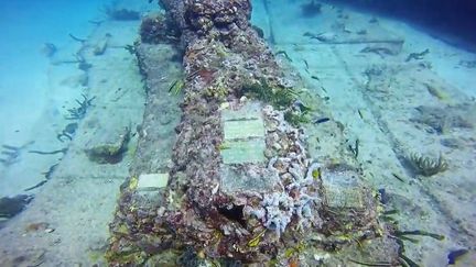 Floride : un cimetière sous-marin accueille 700 âmes