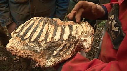 Une dent de mammouth a été découverte par une équipe de spéléologue dans une grotte de&nbsp;Saint-Gengoux-de-Cissé en saône et Loire. Une découverte rare.&nbsp; (Damien Rabeisen)