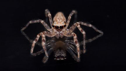 Une araignée australienne. (ADAM FLETCHER / BIOSPHOTO / AFP)