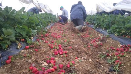 Des fraises au milieu de la parcelle&nbsp;dans une exploitation située à Gramont (Tarn-et-Garonne), en mai 2022. (LAURENT DIRAT)