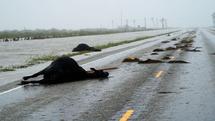 Près de Fulton, ces vaches ont été tués par l'ouragan. (RICK WILKING / REUTERS)