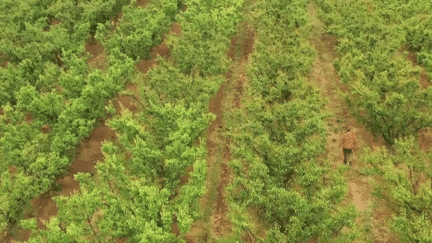 Pyrénées-Orientales : les arboriculteurs confrontés à la sécheresse (FRANCE 2)