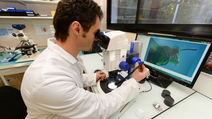 Scientifique français dans un laboratoire de recherche à Sophia Antipolis (YANN COATSALIOU / AFP)