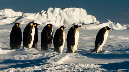 Des manchots empereurs avancent sur la banquise, le 5 janvier 2016, en Antarctique.&nbsp; (RIEHLE GUNTHER / SOLENT NEW / SIPA)