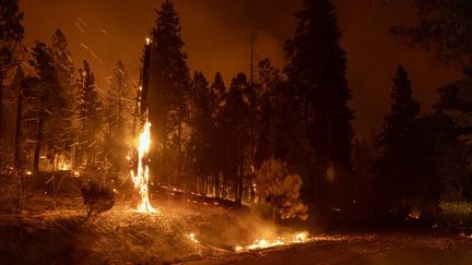 Une forêt&nbsp;en train de brûler&nbsp;près de Midpines, au nord-est de Mariposa, en Californie (Etats-Unis), le 23 juillet 2022. (DAVID MCNEW / AFP)