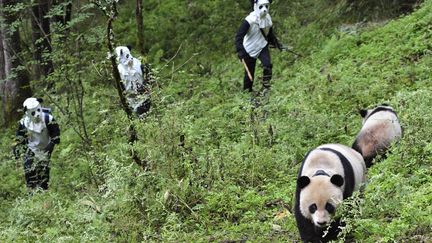 Des chercheurs d&eacute;guis&eacute;s en pandas tentent d'approcher des pandas g&eacute;ants dans la r&eacute;serve naturelle de Wolong (Chine),&nbsp;le 7 octobre 2012. (CHINA DAILY / REUTERS)