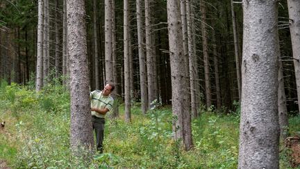 L'adjoint au directeur territorial de l'Office national des forêts (ONF)? Rodolphe Pierrat? examine un épicéa à Ban-Sur-Meurthe-Clefcy (Vosges), le 19 août 2020. (JEAN-CHRISTOPHE VERHAEGEN / AFP)