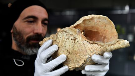 Guillaume Fleury, du Muséum de Toulouse, montre une&nbsp;conque de 18 000 ans trouvée en 1931&nbsp;dans la grotte de Marsoulas (Haute-Garonne). (GEORGES GOBET / AFP)