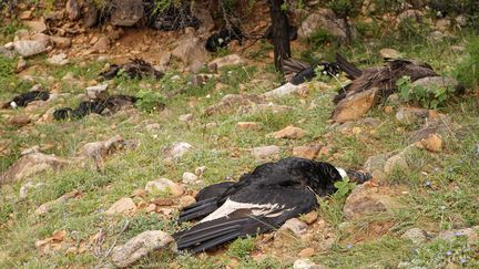 35 condors ont été retrouvés morts dans la région de Tarija en Bolivie ( 09 février 2021).&nbsp; (AUTONOMOUS DEPARTMENTAL GOVERNMENT HANDOUT / MAXPPP)