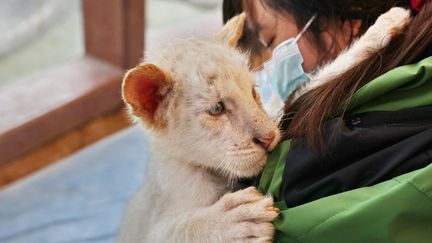 Un petit tigre blanc retrouvé à Nantong (Chine), le 31 décembre 2022. (XU CONGJUN / IMAGINECHINA / AFP)