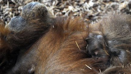 Un petit orang-outan se repose sur le ventre de sa mère, le 20 juillet 2012, au zoo d'Amnéville (Moselle). (JEAN-CHRISTOPHE VERHAEGEN / AFP)