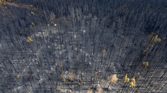 Faced with the violence of the fires, as here in Entrance, Canada had to turn to its neighbors and allies, such as the United States and Mexico, to fight the flames.  (MEGAN ALBU / AFP)