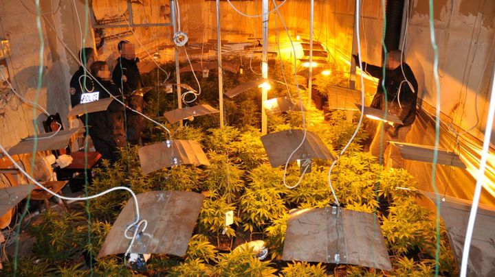 La police fran&ccedil;aise investit une serre o&ugrave; pousse du cannabis, le 4 d&eacute;cembre 2012 &agrave; Saverne (Bas-Rhin). Elle &eacute;tait g&eacute;r&eacute;e par une organisation criminelle qui faisait &eacute;galement passer clandestinement des immigrants vietnamiens en Europe. (DCPAF / AFP)