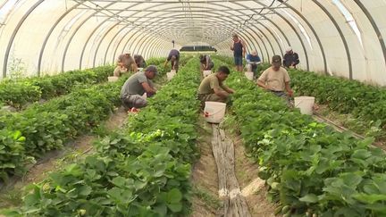 Agriculture : les vols de cultures se multiplient dans le Vaucluse