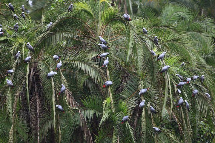 Une plantation de palmiers à huile au Cameroun. Les multinationales ont acheté des dizaines de milliers d'hectares pour la production de biocarburants. (Photo AFP/Cyril Rwoso)