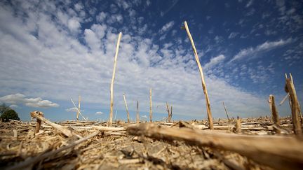 Réchauffement : le climat dérègle l'agriculture