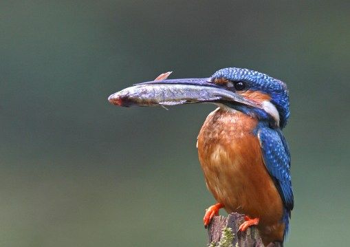 L'&eacute;t&eacute;, faites comme ce martin-p&ecirc;cheur, consommez des produits de la p&ecirc;che ! (FRÉDÉRIC DESMETTE / BIOSPHOTO / AFP)