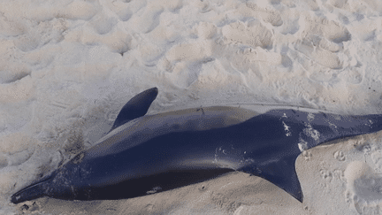 26 cadavres de dauphins se sont échoués dans les Landes sur les plages en l'espace de 48 heures. Les spécialistes mettent en cause les chalutiers de pêche mais qu’en est-il exactement ? (France 2)