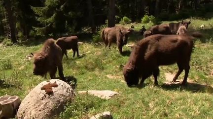 Biodiversité : en Lozère, une réserve au chevet des bisons d'Europe (FRANCE 3)