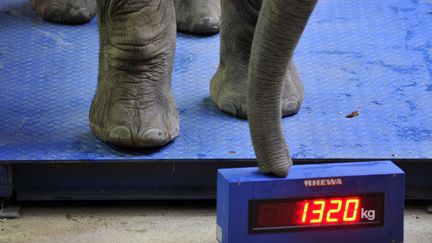 L'&eacute;l&eacute;phant Tamo monte sur la balance du zoo de Wuppertal (Allemagne) (MARIUS BECKER / MAXPPP)