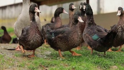 Le canard basque semble&nbsp;immunisé&nbsp;contre la grippe aviaire.&nbsp;C'est un&nbsp;mystère mais&nbsp;également un espoir pour toute la filière touchée par l'épidémie.&nbsp; (France 3)