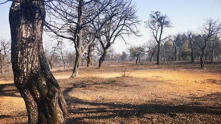 La plaine des Maures, dans le Var, le 19 août 2021. (NINA VALETTE / RADIO FRANCE)