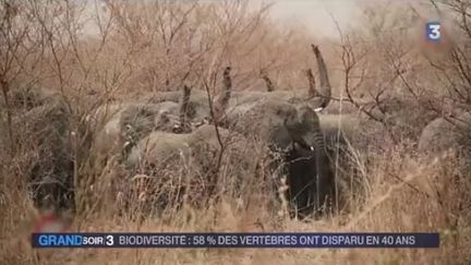 De plus en plus d'animaux en danger