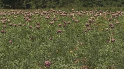 Agriculture : la sécheresse handicape les cultures bretonnes