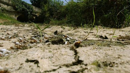 La sécheresse de 2005 dans le Marais Poitevin, dans les Deux-Sèvres (illustration). (ALAIN JOCARD / AFP)