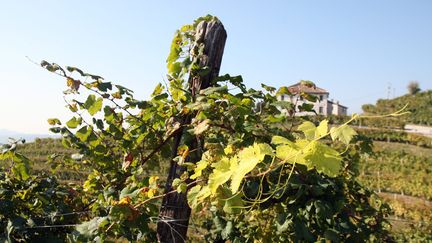 Un vignoble de Prosecco, dans la région de Trévise, dans le nord-est de l'Italie. (ERIC GUIDICELLI / MAXPPP)