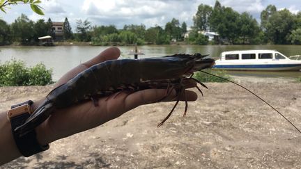 Vietnam : la crevette, trésor du Mékong