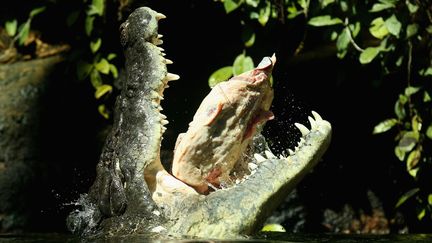 Trois mois d'hibernation, forc&eacute;ment &ccedil;a creuse et ce n'est pas le crocodile Rex du zoo de Sydney&nbsp;(Australie) qui dira le contraire, le 3 octobre 2012. (CAMERON SPENCER / GETTY IMAGES)