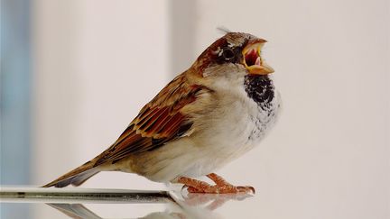 Un moineau ouvre le bec, le 22 septembre 2018. (MAXPPP)