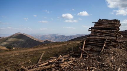 au nord-est de l’Afrique du Sud, aux frontières du Mozambique et du Swaziland (eSwatini). «67% se trouvent dans des réserves naturelles protégées qui accueillent toute une gamme d’espèces sauvages considérées typiques de l’Afrique du Sud, le reste étant presque également distribué entre les plantations de bois (17%) et des régions d’élevage à faible impact et d’agriculture de subsistance», explique l’Unesco.
 (Wikus de Wet / AFP)