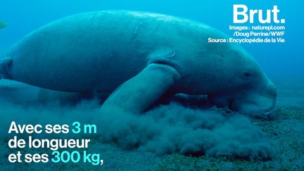 Long de trois mètres, ce mammifère marin se nourrit chaque jour des prairies sous-marines.