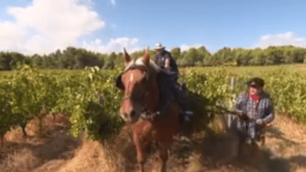 Vendanges : remplacer le tracteur par le cheval, quels bénéfices ?