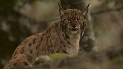 Jura : le lynx, une espèce en danger