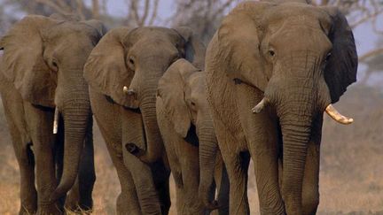 Le parc national de Chobe au Botswana. Il abrite plus du tiers des éléphants africains. (Photo AFP/Frans Lanting)